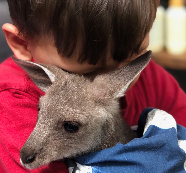 My son falls in love with a rescued joey
